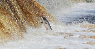 Tyne is the only river in England where wild salmon 'not at risk'