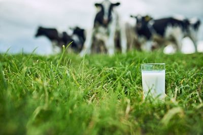 Drought and disease exposure led to Europeans adapting to milk consumption, study suggests