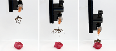 ‘Necrobotics’ research sees scientists turn dead spiders into robots