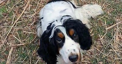 West Lothian vet comes to rescue of beloved dog who had swallowed rat poison