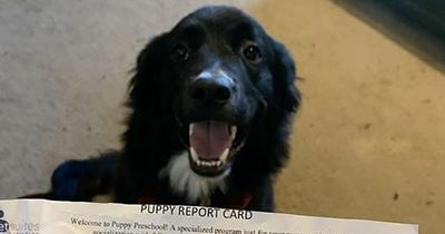 Owner couldn't be prouder as puppy returns with sweet note on school report card