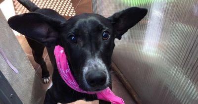 Blind dog with ears like Dumbo is desperately searching for new home