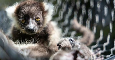 Fota Wildlife Park welcomes three new critically endangered baby lemurs and want help to name them