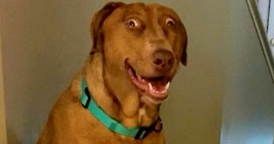People in stitches over hilarious dog who looks permanently surprised