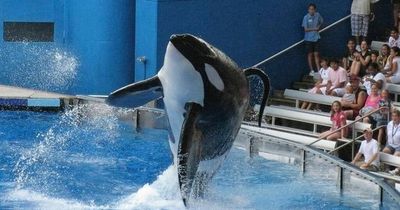 Student screamed ‘I don’t want to die!’ as ‘psychotic’ killer whales drowned her