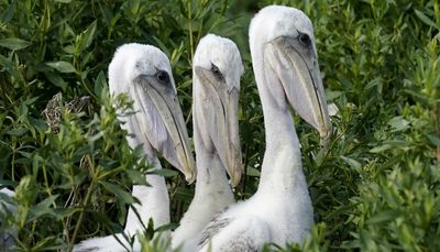 Climate change, vanishing islands in Louisiana threaten brown pelicans
