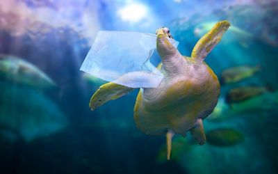 ‘From the highest mountains to the deepest ocean trenches’: How ocean plastics pollute the Earth