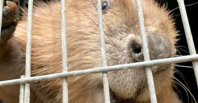 Massive beaver stuns pubgoers after walking into bar then relaxing and having a wash