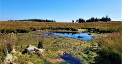 Restoration of 'globally rare' peatlands in Neath underway