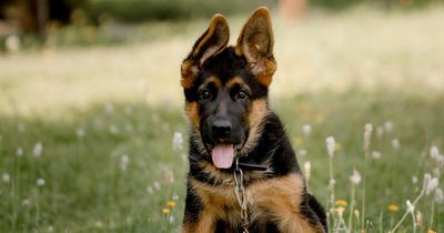 Man buys 'revenge puppy' after wife refuses to terminate their pregnancy