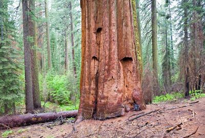 US announces plan to save giant sequoias