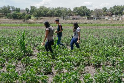 Pandemic Inspires a New Crop of Farmers