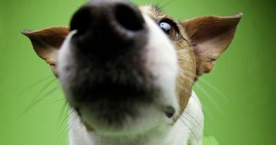 Dogs might be able to 'see' with their noses, new study suggests