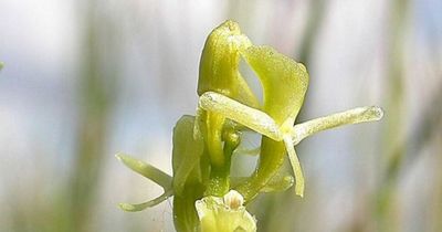 Rare orchid found in Laugharne-Pendine Burrows in Carmarthenshire, Wales, for first time in 20 years