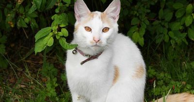 The purr-fect criminal - Lanarkshire cat burglar can't stop stealing socks