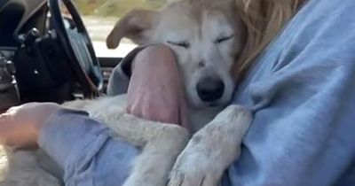 Devastated dog struggles to hold back tears after owner leaves him at the dump