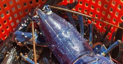 Fisherman catches ultra-rare blue lobster beating odds of 'one in two million'
