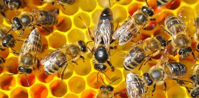 Shining fluorescent light on bee sperm could help explain colony survival