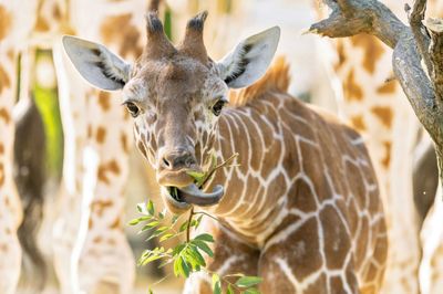 Adorable Giraffe Calf Runs Rings Round Grown Ups