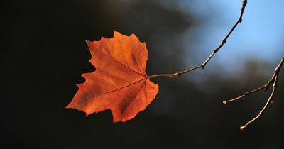 UK experiencing early signs of autumn in July with leaves already dropping from trees