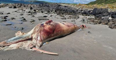 Dead birds and 30ft whale found on Scots beach amid avian flu crisis