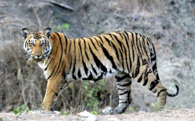 Rising tiger numbers pose new challenges for park managers in Bandipur