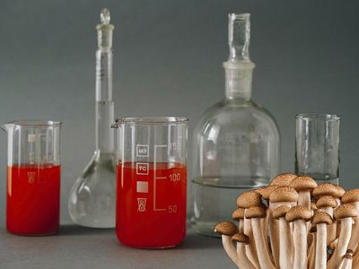 How To Change Your Mind Author Michael Pollan Shares His Vision For The Future Of Psychedelics And His Projects In The Field