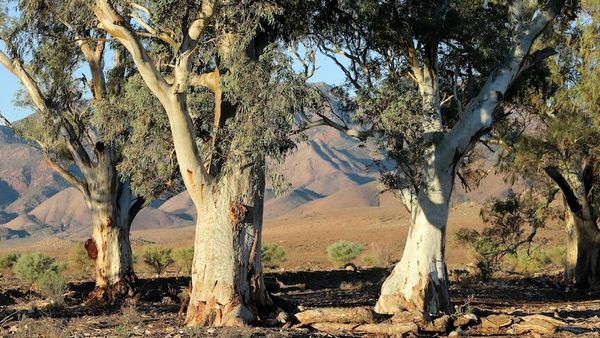 Australia's favourite tree: River red gum wins online poll after three rounds of voting
