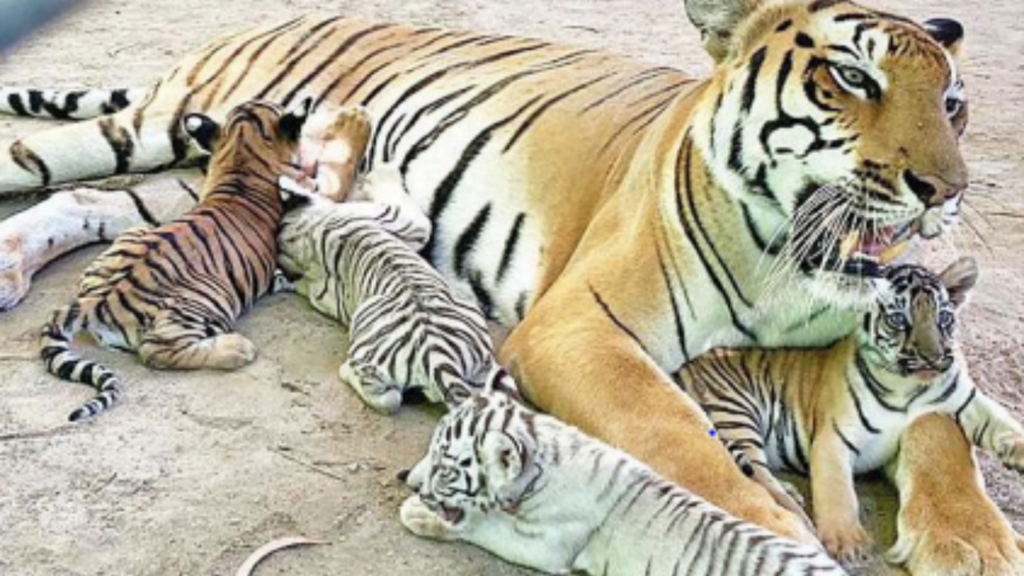 Cute Bengal Tiger Cubs Make Debut With Proud Mom