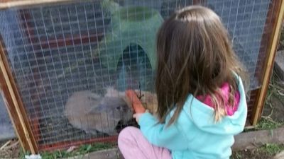 Melbourne man threatened with council fines over petting zoo in Footscray Park