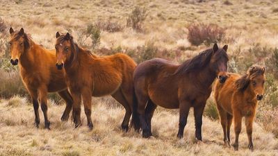 Kosciuszko brumby control plan removes 334 horses but environmentalists say it's not enough