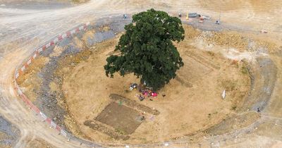 Protesters occupy 450-year-old tree to stop it being felled for £250m road