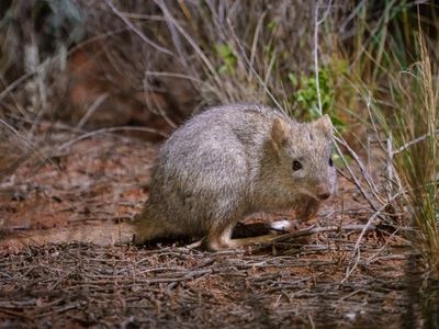More bettongs released into SA wilds
