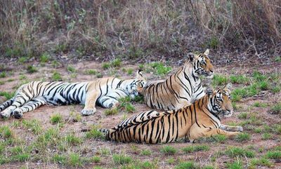 2034 vision calls to increase carrying capacity of tigers