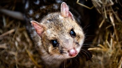 Eastern quolls return to regional Victoria after work by Odonata Foundation