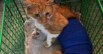 Bristol mum 'shattered' and wants to move house after cat shot with air rifle