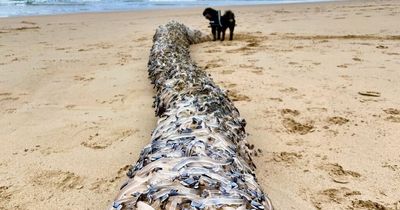 Mysterious wiggling creatures 'straight out of Stranger Things' baffle beachgoers
