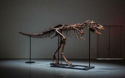 Gorgosaurus skeleton sells for $6.1 million at Sotheby’s New York auction