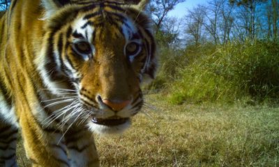 Nepal’s tiger numbers recover but attacks on people cause alarm