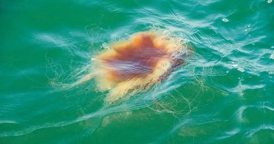 Identifying the most dangerous jellyfish in Dublin waters and treating their stings