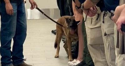Police officers line up to give dying veteran dog one last final cuddle