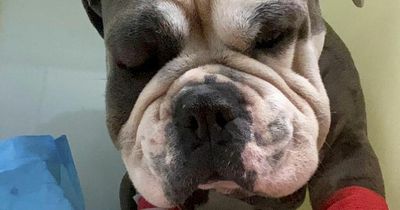 Bulldog Breezy turns purple after poisonous bite leave him fighting for his life