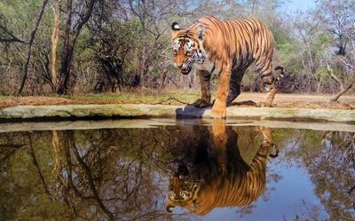 Tigers in Andhra Pradesh forest documented for the first time