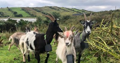 Councillor calls for wild goats on Killiney Hill after devastating fire