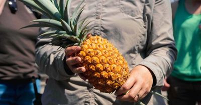 World's priciest pineapple costs whopping £1,000 per slice and is grown in UK using poo