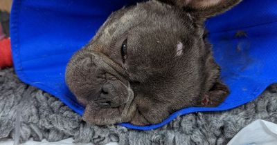 French Bulldog found with severe 'bite' injuries in Cardiff