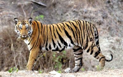 ‘TN Global Tiger Summit’ to be held in October