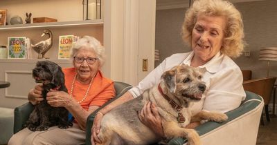 Celebrity canine trainer says dogs in care homes can improve residents' lifespans