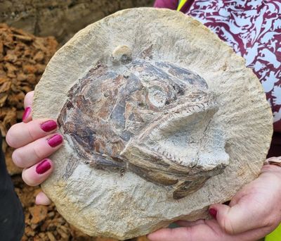 Jurassic fossil fish more than 180 million years old found in Gloucestershire cattle field