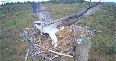 Moment Kielder's 100th osprey chick takes to the skies captured on video